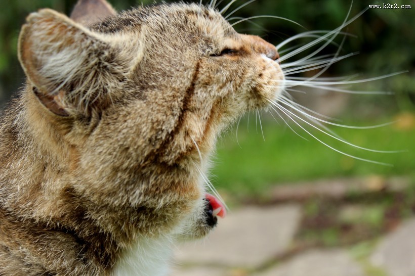 张大嘴巴的猫咪图片