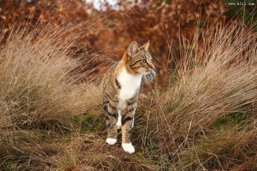 草丛里的猫咪图片
