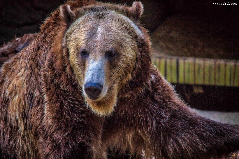 体型庞大的棕熊图片