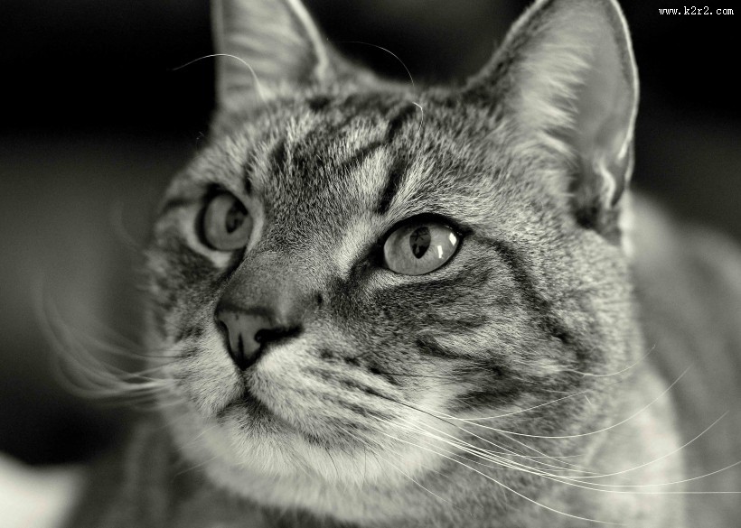 猫咪头部特写图片