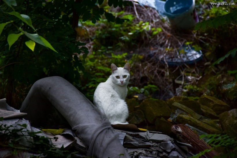 顽强生存的流浪猫图片