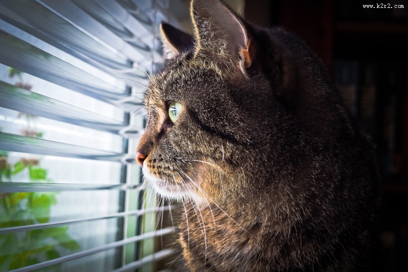 侧脸张望的猫咪图片