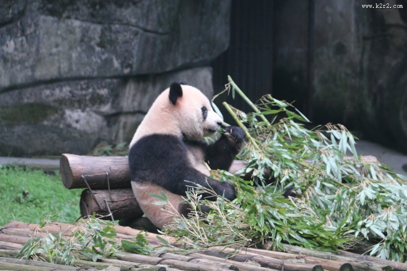 动物园饲养的可爱大熊猫图片