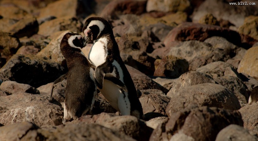 可爱的企鹅图片