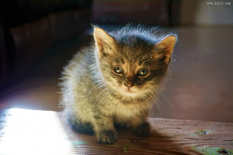 可爱的小奶猫图片大全