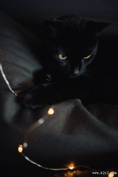 黑色的猫咪图片