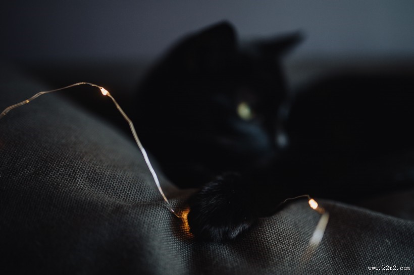 黑色的猫咪图片