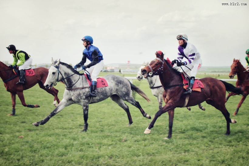 矫健俊美的马图片大全