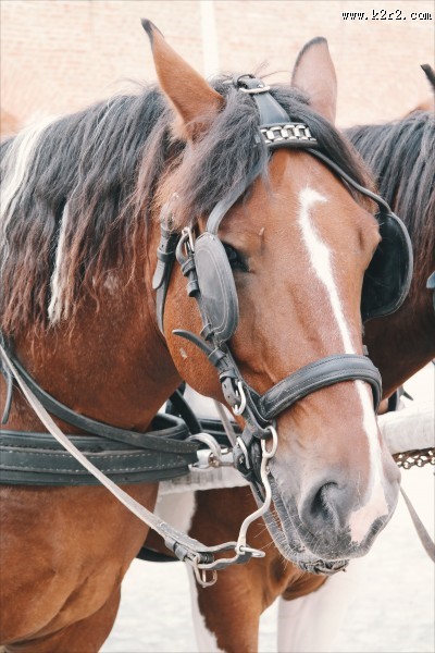 温顺的骏马图片