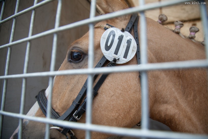 温顺的骏马图片