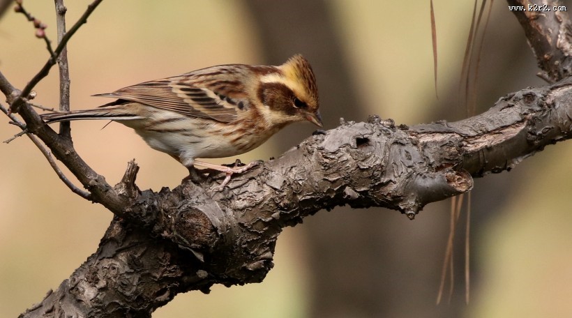 黄喉鹀鸟类图片