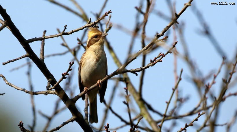 黄喉鹀鸟类图片