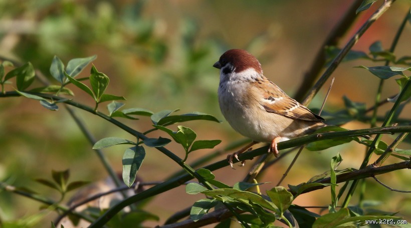 可爱的小麻雀图片