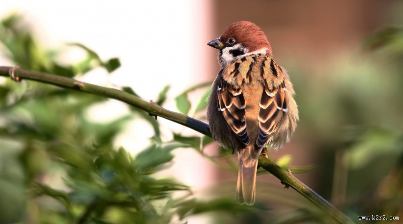 可爱的小麻雀图片