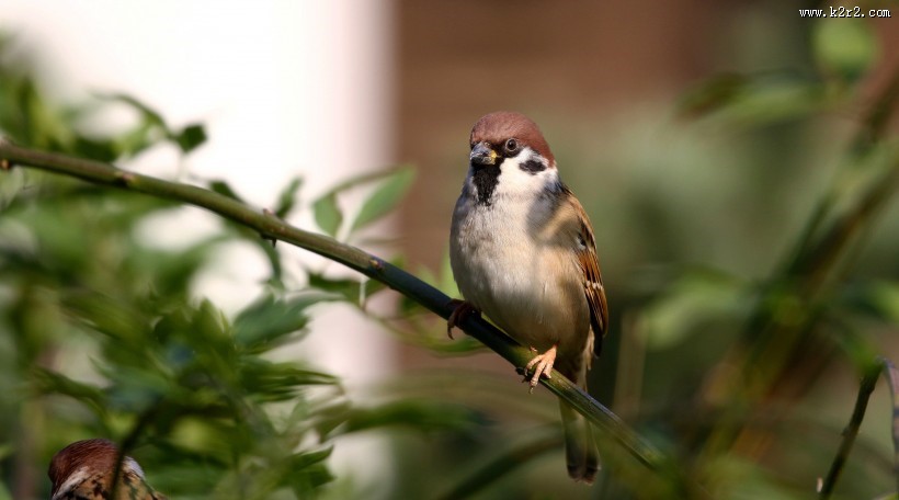 可爱的小麻雀图片