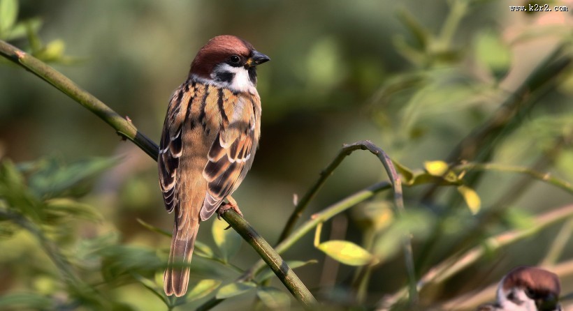 可爱的小麻雀图片