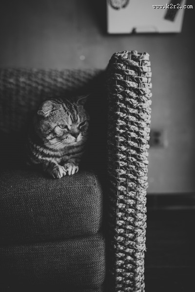 可爱的宠物猫的图片大全