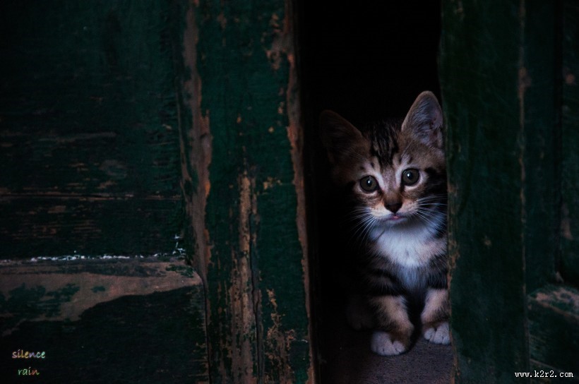 可爱的宠物猫的图片大全