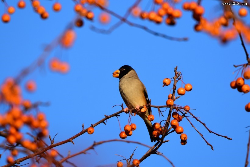 黑头蜡嘴雀图片