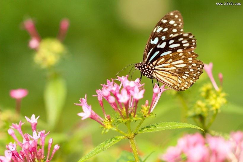 停歇在花朵上的蝴蝶图片大全