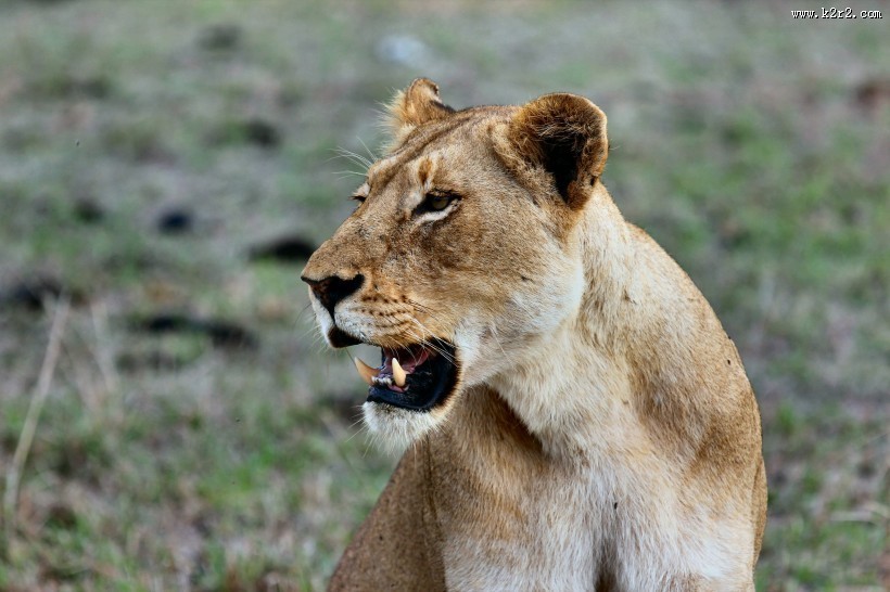 凶猛的野生母狮子图片