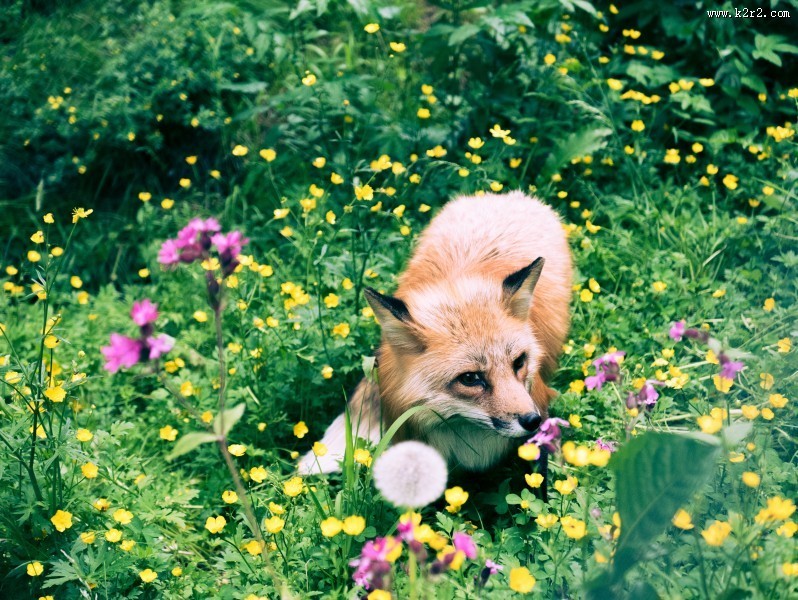 可爱的狐狸图片大全