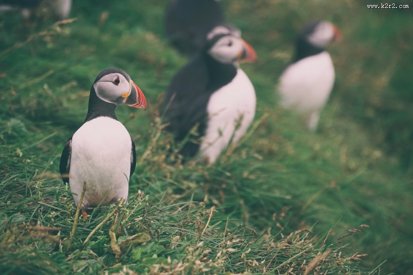好看的海雀图片