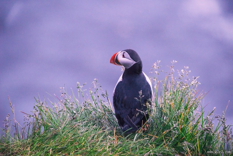 好看的海雀图片