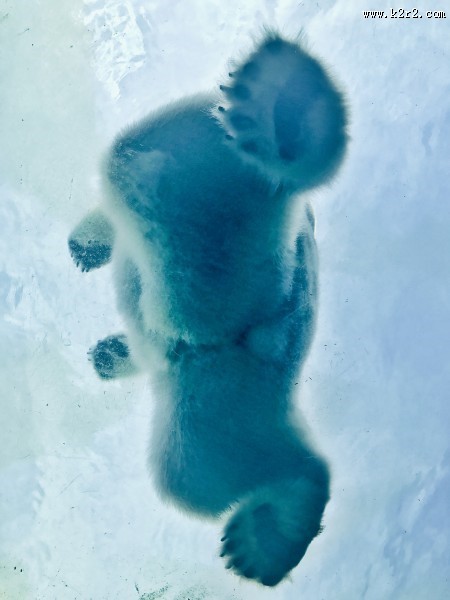 笨拙的北极熊图片大全