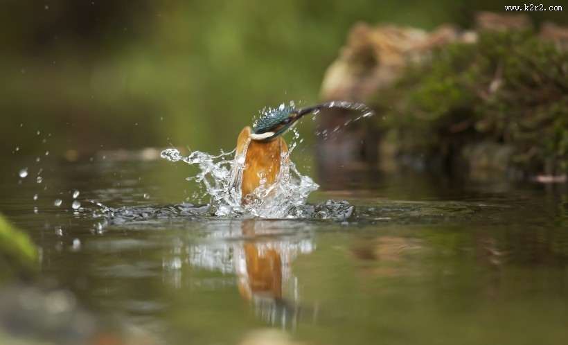轻盈敏捷的翠鸟图片大全