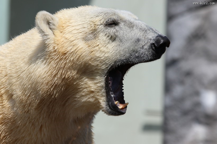 笨拙的北极熊图片