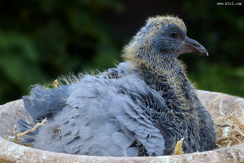 毛绒绒的雏鸟图片