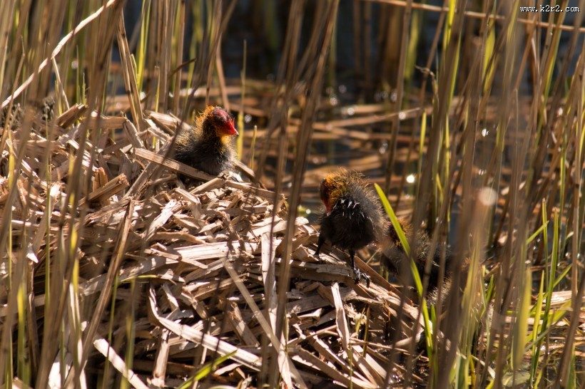 毛绒绒的雏鸟图片