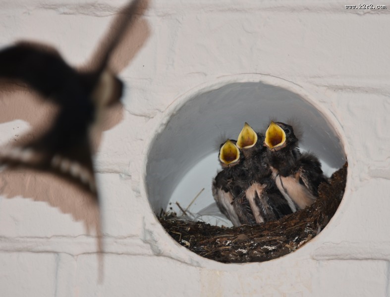 饥饿的幼鸟图片