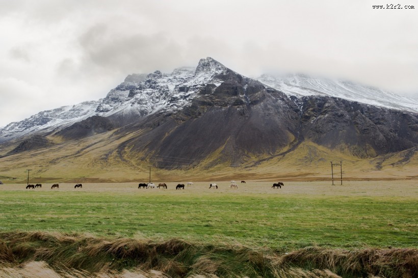 一群悠闲的马图片