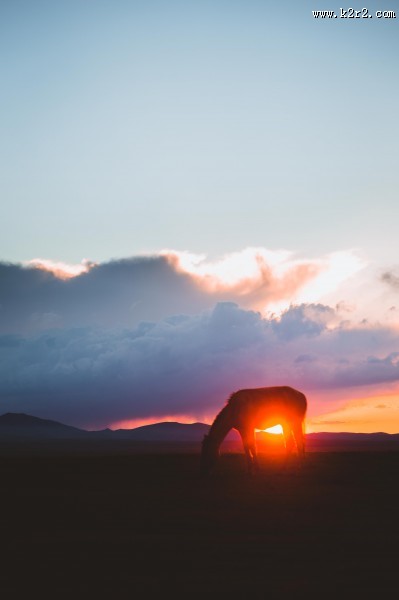 一匹站着的马图片