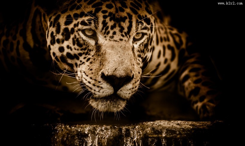 漂亮威武的金钱豹图片