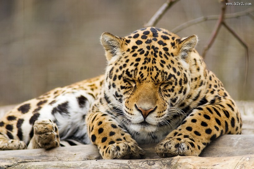 漂亮威武的金钱豹图片