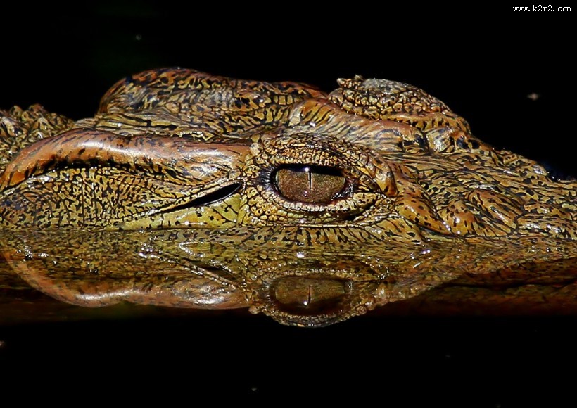凶狠的鳄鱼图片大全