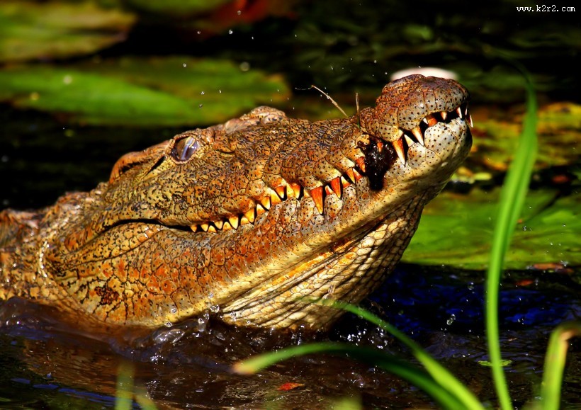 凶狠的鳄鱼图片大全