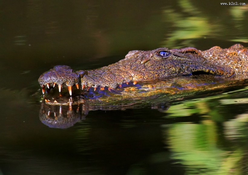 凶狠的鳄鱼图片大全