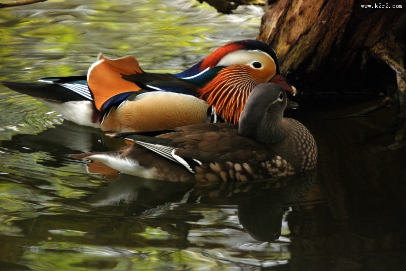 毛色艳丽的鸳鸯图片