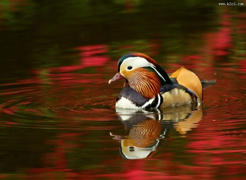 毛色艳丽的鸳鸯图片