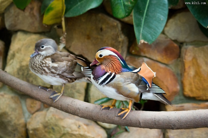 毛色艳丽的鸳鸯图片