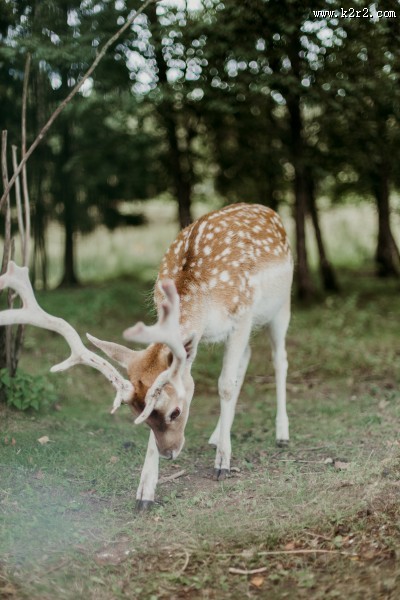 梅花鹿高清图片大全