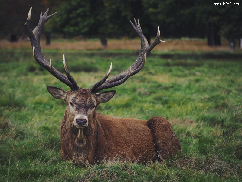 梅花鹿高清图片大全