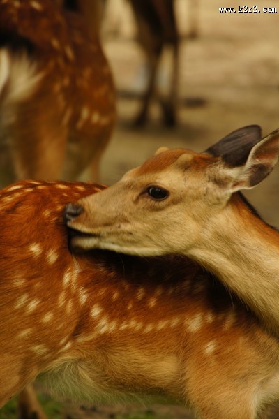 日本奈良的鹿图片