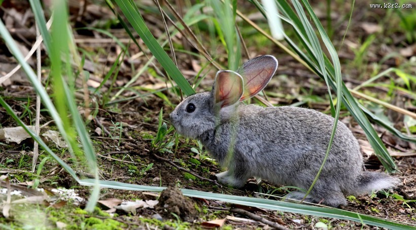 可爱的灰兔子图片