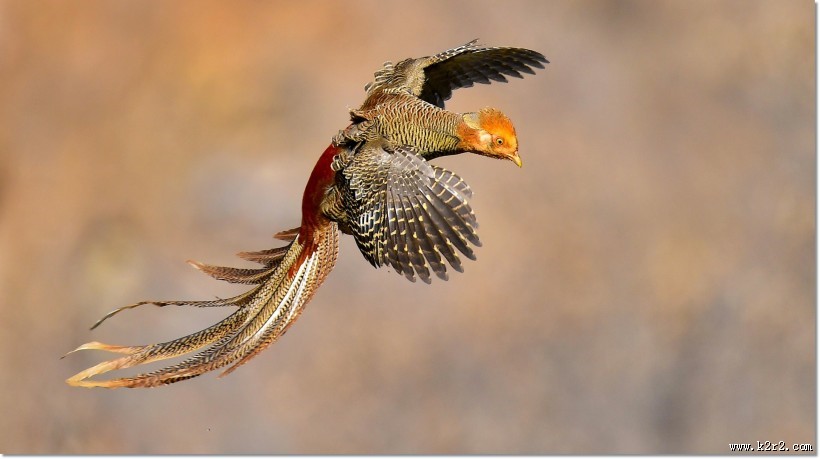 美丽的红腹锦鸡图片