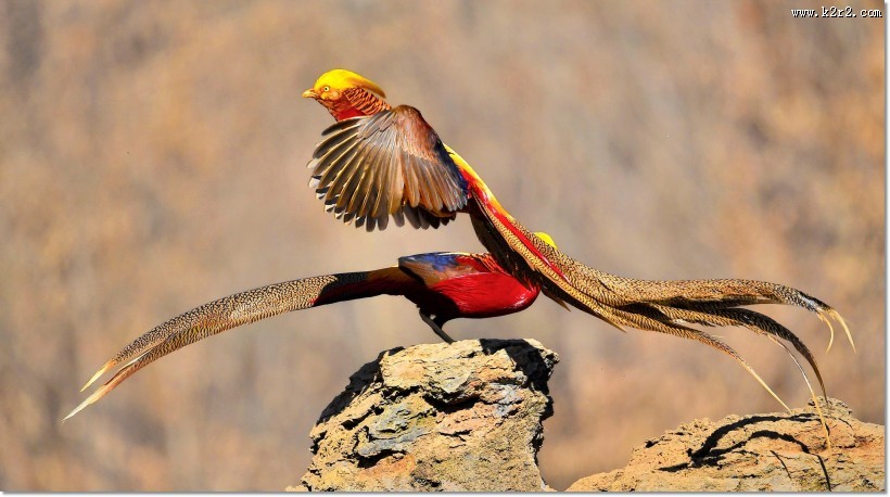 美丽的红腹锦鸡图片